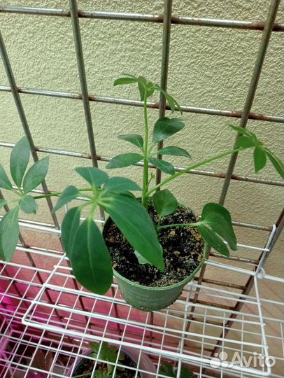 Комнатные цветы