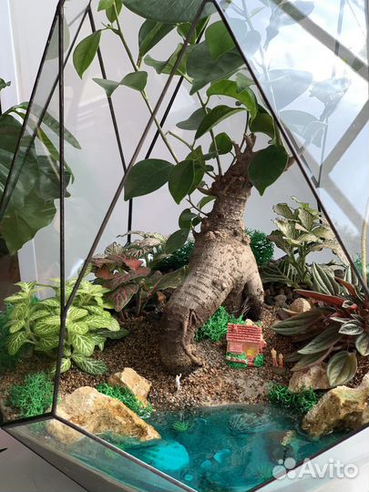 Флорариум с бонсай