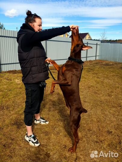 Сушеные лакомства для собак