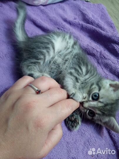 Котята бенгалы