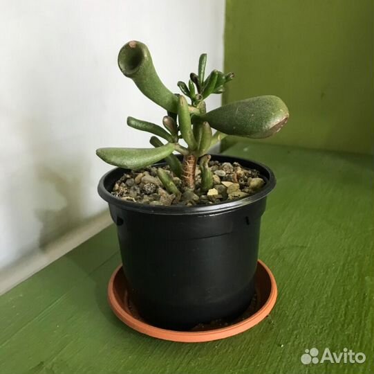 Крассула хоббит