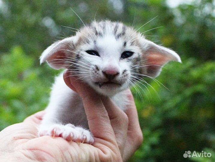 Ориентальная кошка