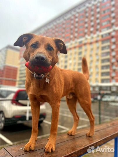 Выгуливать собак работа