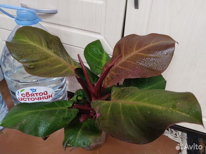 Филодендрон Черри ред