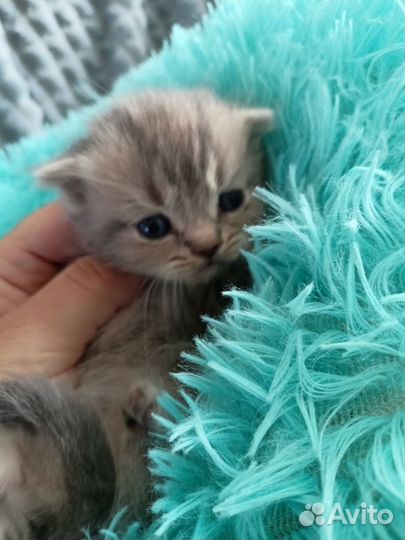 Шотландские котята