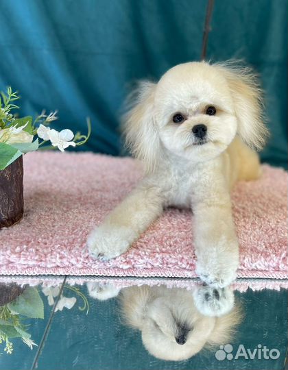 Стрижка собак и кошек