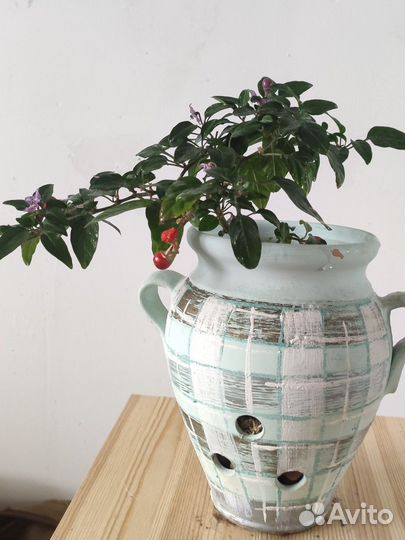 Перчик острый комнатный