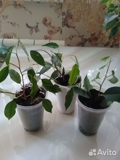 Комнатные растения /Фикусы Бенджамина