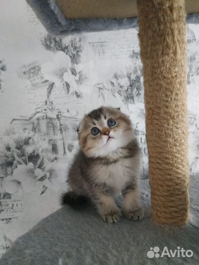 Шотландский Вислоухий Котик