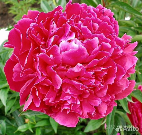 Пион Гудс дрим