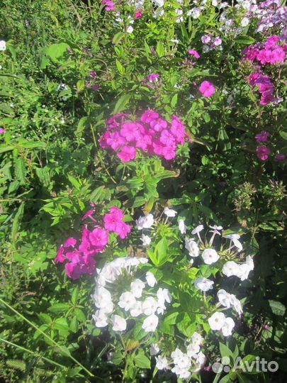 Цветы флоксы