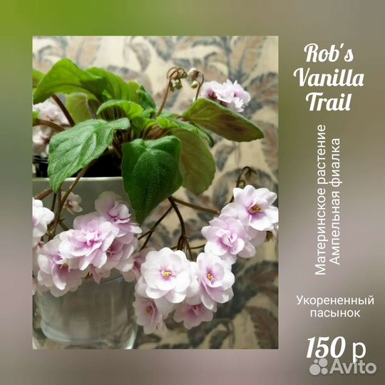 Фиалки, комнатные растения