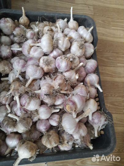 Семена чеснока