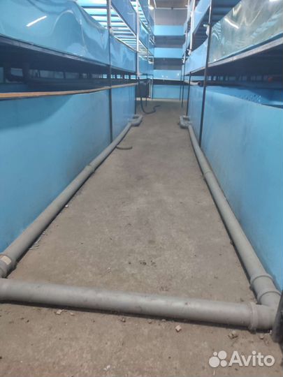 Узв для раков аккр