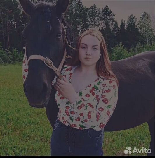 Лошадь