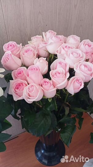 Розы Свежие