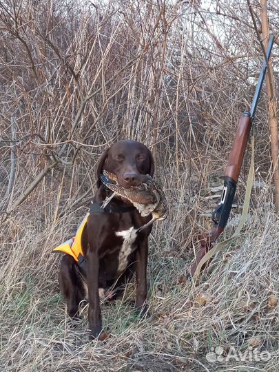 Щенки курцхаара