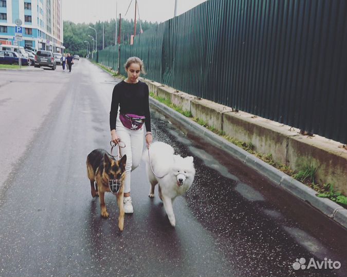 Выгул собак. Дрессировка собак во время выгула