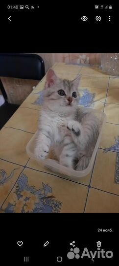 Британские котята