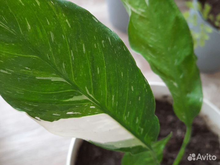 Комнатные цветы. Спатифиллум Домино