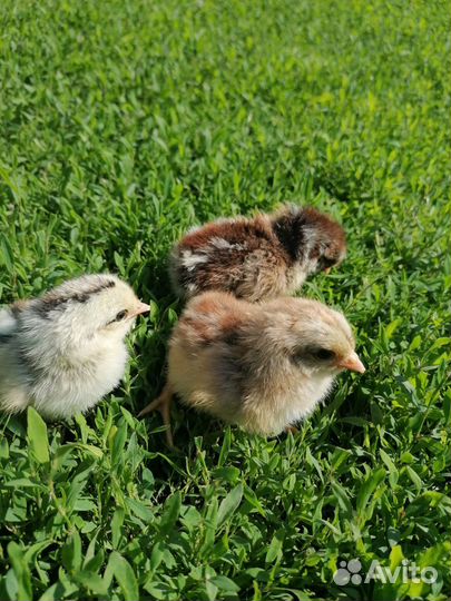 Цыплята