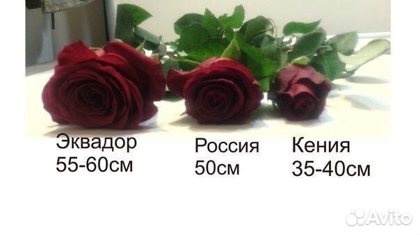 Цветы Розы красные 31 шт крупные cорта Freedom