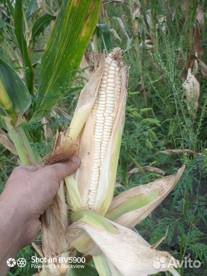 Белая кукуруза