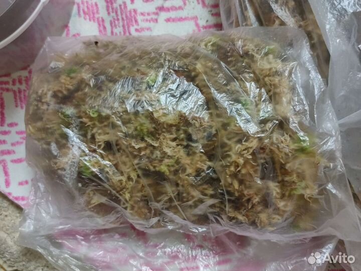 Мох сфагнум