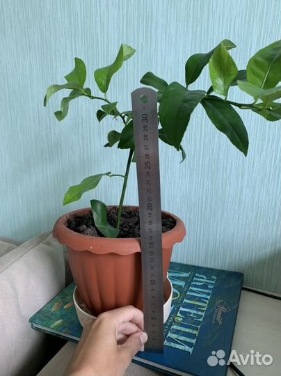 Лимон, орхидея, алоэ, личи