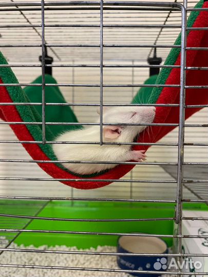 Передержка грызунов