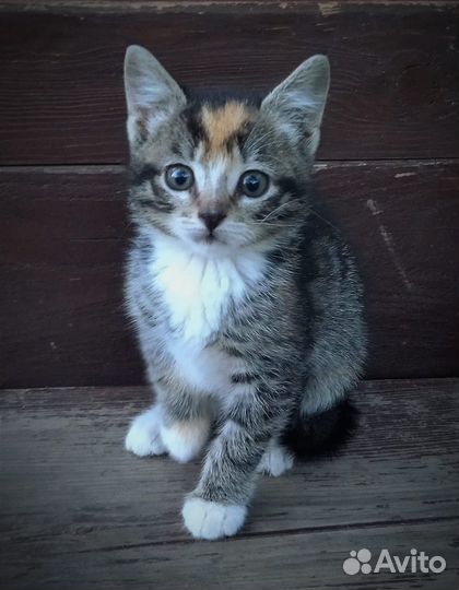 Котенок с сердечком на лбу