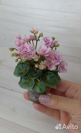 Фиалки мини, полумини, стандарт