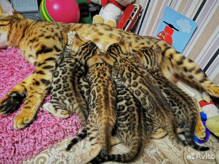Бенгальские котята