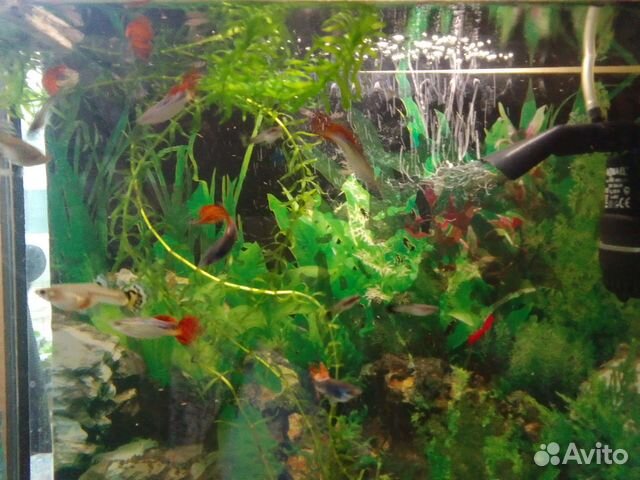 Гуппи мальки красавцы