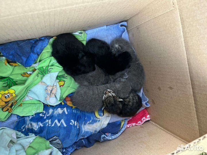 Котята ищут дом