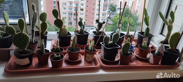 Кактус опунция