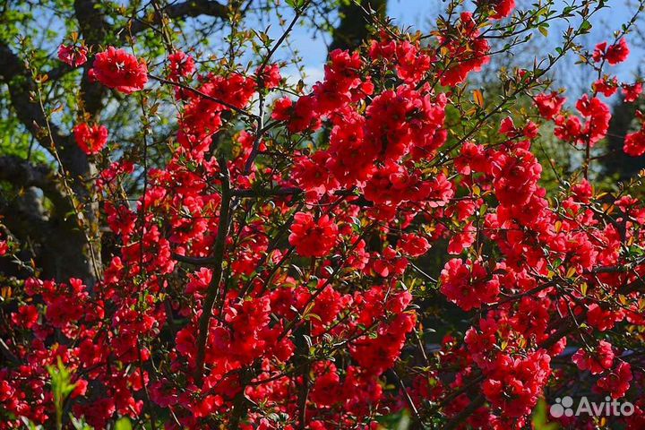 Айва Японская Хеномелес саженцы