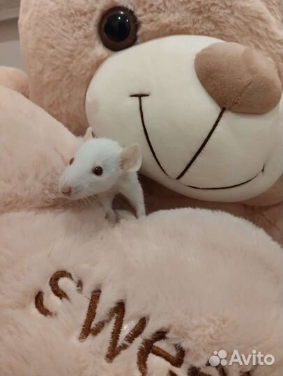 Крыса с клеткой бесплатно