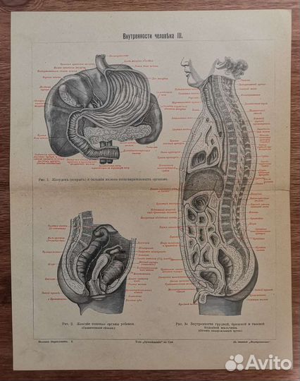 Антикварные гравюры Анатомия Медицина, разные
