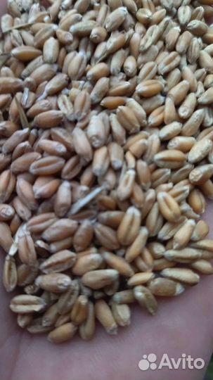 Зерносмесь ячмень пшеница кукуруза овёс