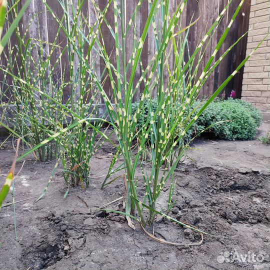 Мискантус Зебрина