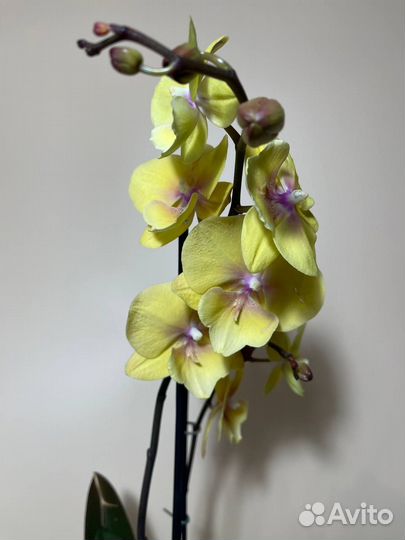 Орхидея фаленопсис стандарт