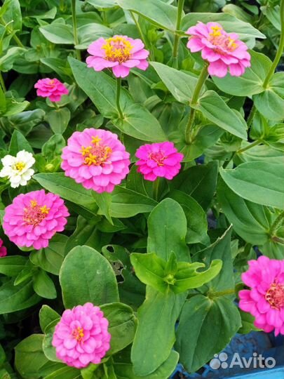 Циния рассада