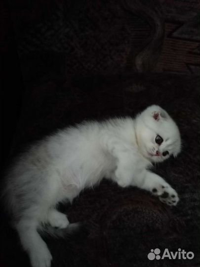 Кошки шотландцы