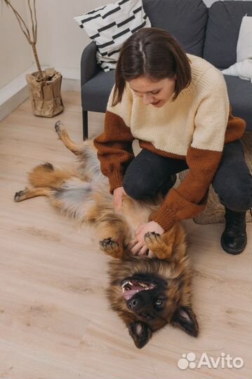 Дрессировка собак, кинолог, передержка