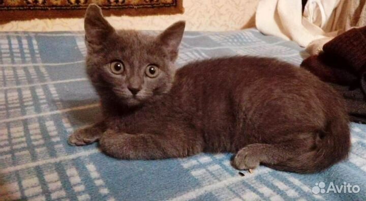 Котенок мальчик метис от русского голубой
