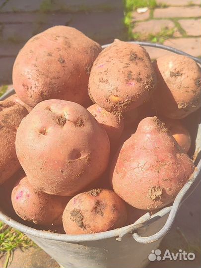 Картофель Сарпо Мира, Уника, Шервари Пирошка