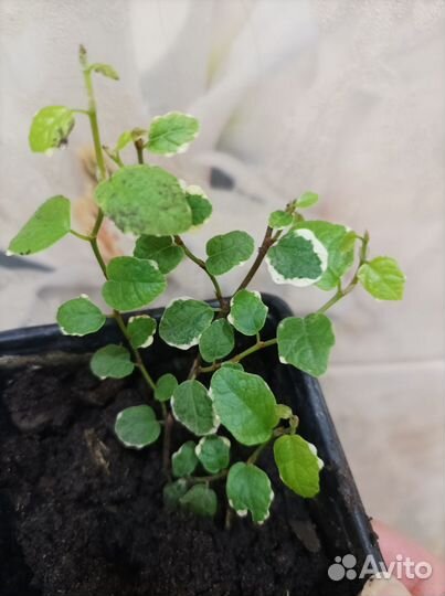 Папоротник, сингониум, плющи и др