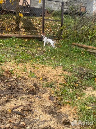 Зоогостиница