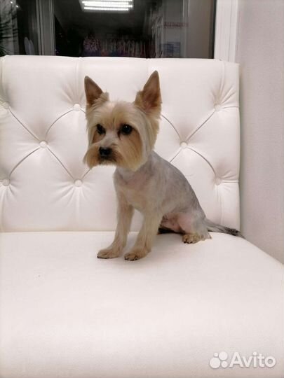 Грумер стрижка собак